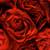 angelique laurent yoane and me touse emsemble dans se bouker de rose